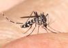 Aedes albopictus